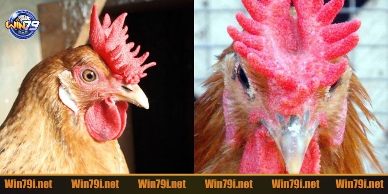 Mẹo giúp người chơi chiến thắng đá gà cựa sắt