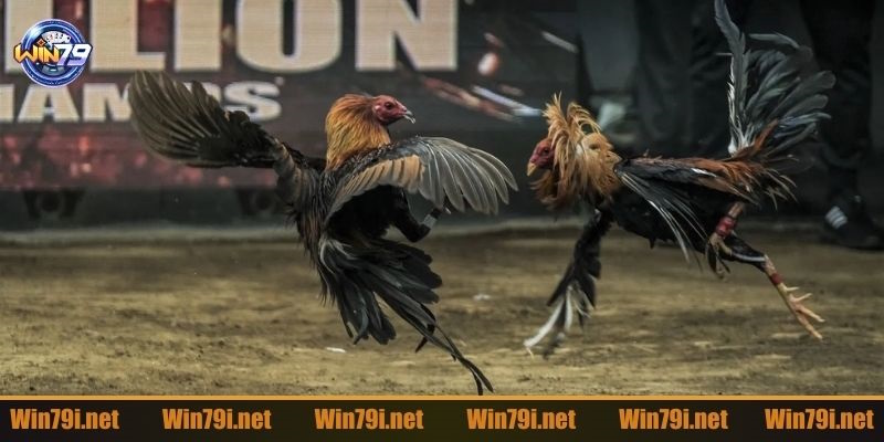 Giới thiệu đôi điểm về đá gà Bj88